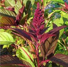 Image result for Amaranthus thunbergii