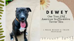 Maybe you would like to learn more about one of these? Best Dog Training In Chicago 1 Year American Staffordshire Terrier Mix Dewey Youtube