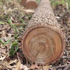 Image result for Eucalyptus cloeziana