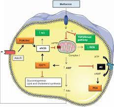 Its novel properties and effects continue to evolve; An Overview Of The Mechanisms Of Action Of Metformin Is Shown After Download Scientific Diagram