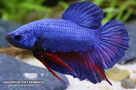 Der siamesische kampffisch ist in weiten teilen von thailand und dem angrenzenden kambodscha anzutreffen. Siamesischer Kampffisch Betta Splendens Aqua Terra