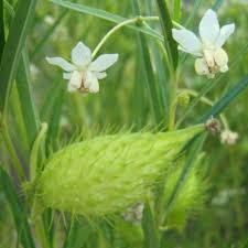 Image result for Gomphocarpus fruticosus