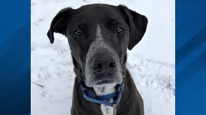 Nonprofit organization · animal shelter. Dog Gets Adopted After Spending Nearly 7 Years At Ohio Shelter Wsyx