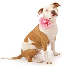 Learn all about the am staff and whether it can be a good family pet. American Staffordshire Terrier Dog Breed Information Continental Kennel Club