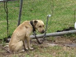 Honorable dan glickman secretary, u.s. Pa Puppy Mills Lack Oversight Audit Shows Newtown Pa Patch