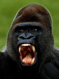 Pin By Mauricio Magana On Animal Animals Beautiful Animals Wild Angry Animals