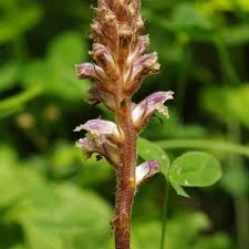Image result for Orobanche minor