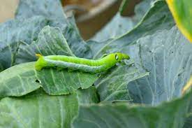 Repels cabbage moths, mosquitoes and moths. Protecting Your Garden From Cabbage Worms And Moths Naturally