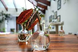 Prayer plants' water preferences hearken back to their native conditions in brazil, asia, and africa. Slowly Growing The Family Propagation Plants Calathea Prayingplant Ladyinred Thosecolours Redplants Waterpropagation
