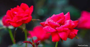 Learning how to grow and care for roses ensures your rose bushes produce large, healthy, fragrant blooms. 11 Knockout Rose Varieties To Grow In Your Garden