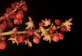 Image result for Rumex lanceolatus