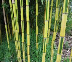 Black Bamboo Plants For Sale Gauteng Phyllostachys Aureosulcata Spectabilis For Privacy Screen By Patio Bamboo Seeds Bamboo Plants Phyllostachys