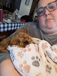 teacup Yorkie cutie pm ❤❤❤🥰🥰