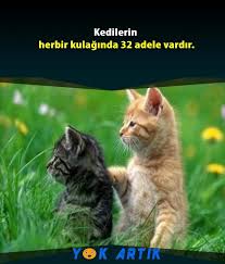 Kedilerin Kulaklari 2020 Kedi Adele Kulak