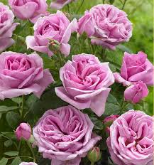Le rosier de madame husson, an 1887 novella by guy de maupassant; Rosier Buisson Liparfum Plante En Ligne
