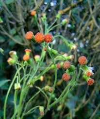 Image result for Crassocephalum crepidioides