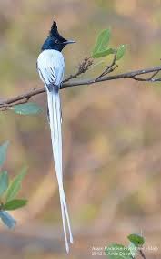 Pin By Caroline Tara De Gier On Birds Of A Feather Nature Birds Colorful Birds Beautiful Birds