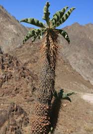 Image result for Corbichonia rubriviolacea