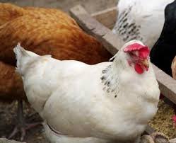Dapat mudah bertambah sehingga ayam ini memiliki hasil produktivitas tinggi dan dagingnya berkualitas bagus. Informasi Harga Ayam Broiler Hari Ini Maret 2021