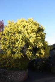 In botany, an evergreen is a plant which has foliage that remains green and functional through more than one growing season. Which Small Evergreen Garden Trees To Plant Down To Earth