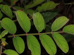 Image result for Indigofera astragalina