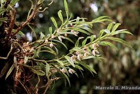 Image result for Orthochilus ruwenzoriensis