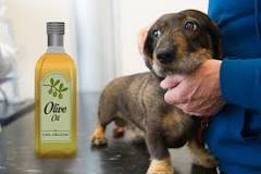 Image result for what do you put on a dogs skin for dry skin after mange treatment