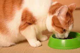 This is where you can find the best cat foods. Food Allergies In Cats Symptoms Causes Diagnosis Treatment Recovery Management Cost
