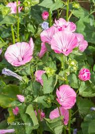 Ein Gartenbesuch Garten Outdoor Dekorationen Kleine Garten