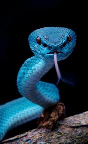 Blue Pit Viper Https Imaginationrevelation Com Cute Reptiles Animals Cute Snake