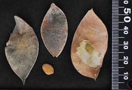 Image result for Burkea africana