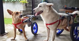 Do you have a monster dog then, you should consider learning this process; Dog Wheelchair Malaysia Custom Wheelchairs For Paralysed Dogs