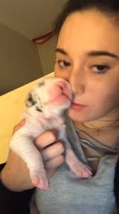 In case you were wondering 😁 #greatdane #dogsofinstagram #lindo #muchoamor 