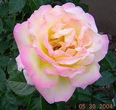 Peace Rose Pixdaus Peace Rose Flowers Beautiful Flowers