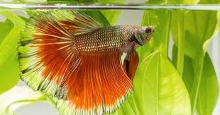 6 Best Betta Tank Heater Betta Fish Tank Mates Betta Fish Tank Betta Tank