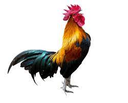 Once the flock has awoken and finished their morning feeding, they proceed on with their day. All You Need To Know About Rooster Crowing The Happy Chicken Coop