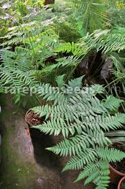 Image result for Cyphia erecta