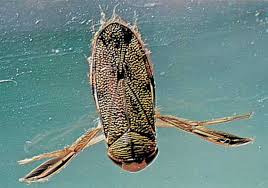 These Are The Bugs That Are Lurking In Your Swimming Pool : Sciencealert