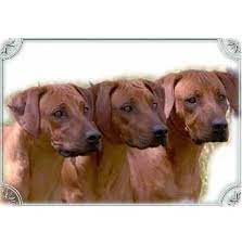 Maybe you would like to learn more about one of these? Chilolo Rhodesian Ridgeback Breeder Toowoomba Qld