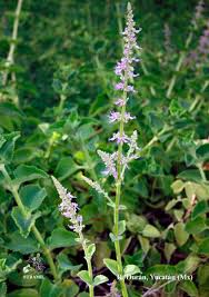 Image result for Coleus amboinicus