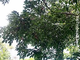 Image result for Pterocarpus megalocarpus