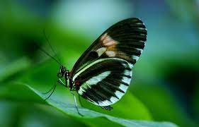 Download an image from the selection below. Free Butterfly Photos Free Stock Photos Download 656 Free Stock Photos For Commercial Use Format Hd High Resolution Jpg Images