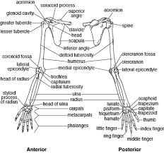 Joins the shoulder girdle to the axial skeleton. Pectoral Girdle