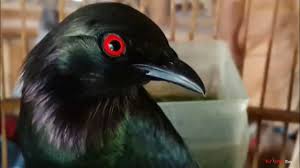 Bulu di bawah sayap berwarna hitam pada jantan dan bewarna hijau pada betina; Edan Burung Cucak Keling Jinak Gacor ÙƒÙˆÙƒØ§Ùƒ Ø¨Ø±Ø´Ø§Ù… ØºØ§ÙƒÙˆØ± Rippled Birds Youtube