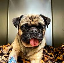 Looking for a pug puppy or dog in oregon? Youngstown Pug Recovering After Alleged Abuse Investigation Und Wfmj Com