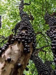 Honje hutan diduga berasal dari jawa, tetapi kini telah ditanam di pelbagai wilayah di kawasan malesia. Jual Tanaman Anggur Brazil Jaboticaba Bibit Online