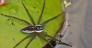 Visitors have access to public lands or parks. Rhamphotheca Fishing Spiders Genus Dolomedes Spider Bugs And Insects Fish