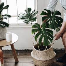 Piante Vaso Ikea Cestino Piante D Appartamento Arredamento Piante Da Interni Piantare Fiori