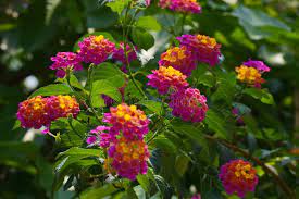 Brione the name of a flowering vine used in folk medicine. Malayalam Name Photos Free Royalty Free Stock Photos From Dreamstime