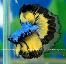 Types Of Betta Fish There Are Lots Of Different Types Of Betta Fish And This Article Covers Them In Detail Including Breeds Betta Fish Betta Halfmoon Betta
